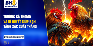 trường gà thomo