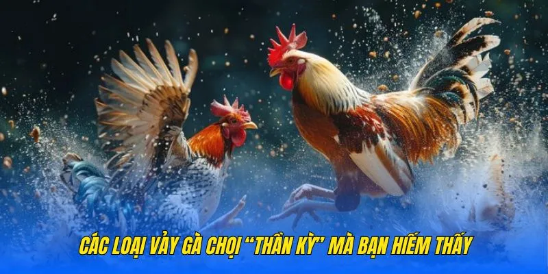 Các loại vảy gà chọi “thần kỳ” mà bạn hiếm thấy