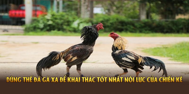 Dùng thế đá gà xạ để khai thác tốt nhất nội lực của chiến kê