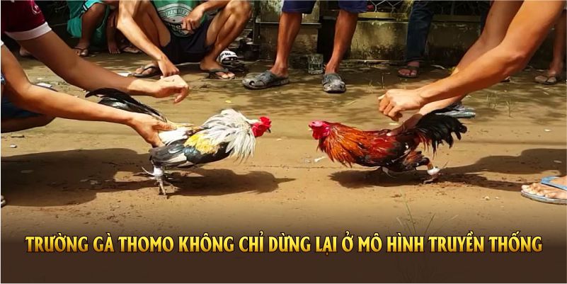 Trường gà Thomo không chỉ dừng lại ở mô hình truyền thống