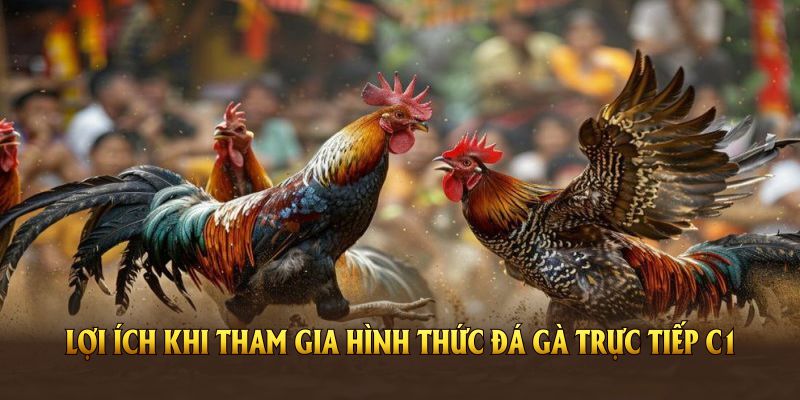 Các lợi ích khi tham gia hình thức đá gà trực tiếp C1