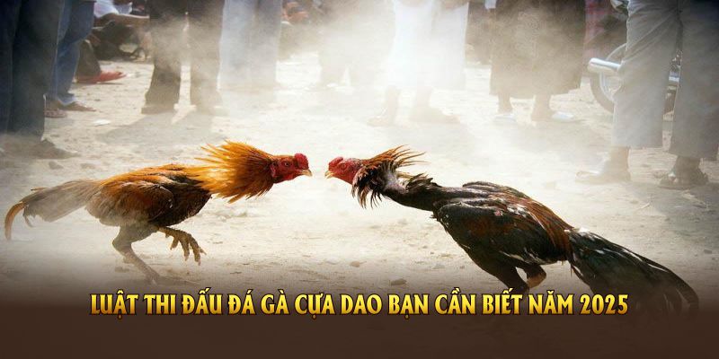 Luật thi đấu đá gà cựa dao bạn cần biết năm 2025