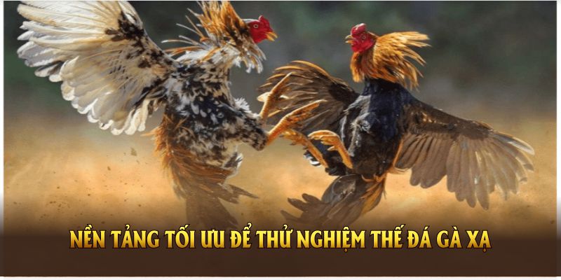 Nền tảng tối ưu để thử nghiệm thế đá gà xạ cùng nhiều sư kê tài năng