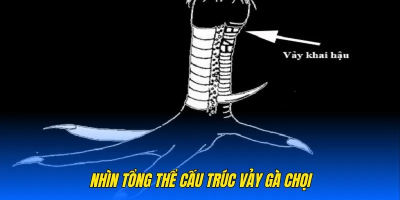 Nhìn tổng thể cấu trúc vảy gà chọi