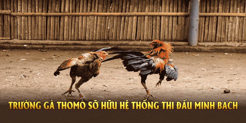 Trường gà Thomo sỡ hữu hệ thống thi đấu minh bạch