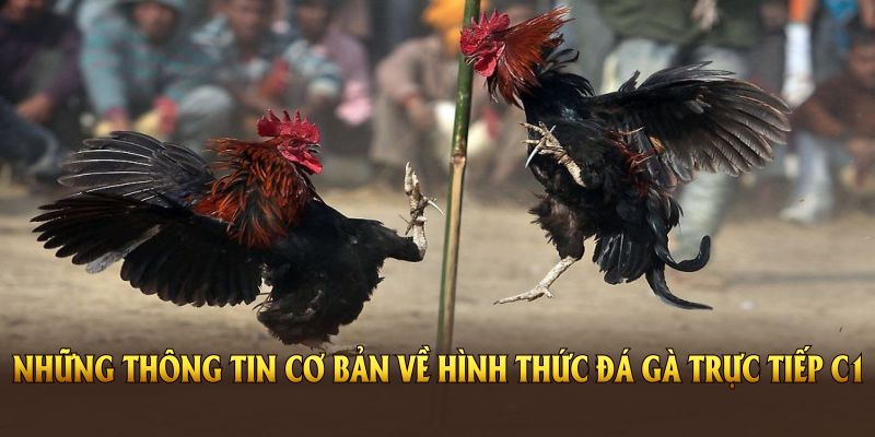 Những thông tin cơ bản về hình thức đá gà trực tiếp C1