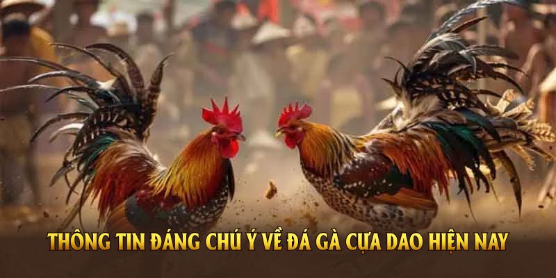 Các thông tin đáng chú ý về loại hình đá gà cựa dao hiện nay