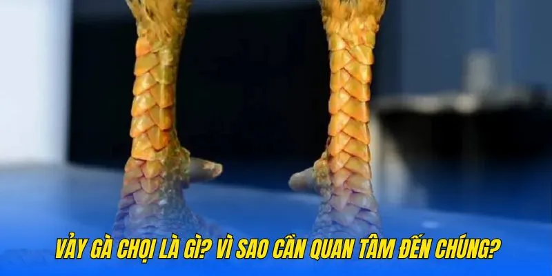 Vảy gà chọi là gì? Vì sao cần quan tâm đến chúng?